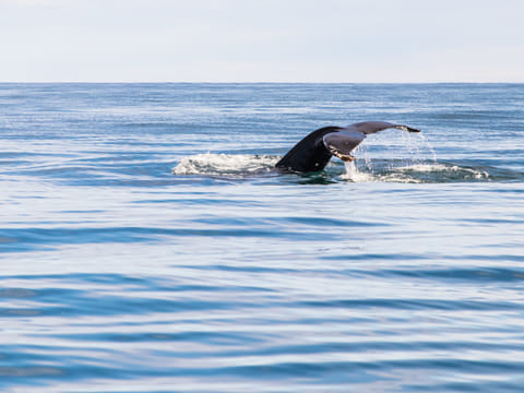 Whale Watching from Akureyri, photo 3