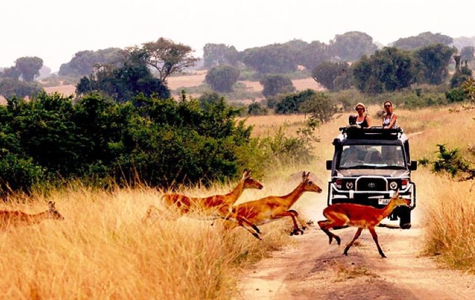 African safaris