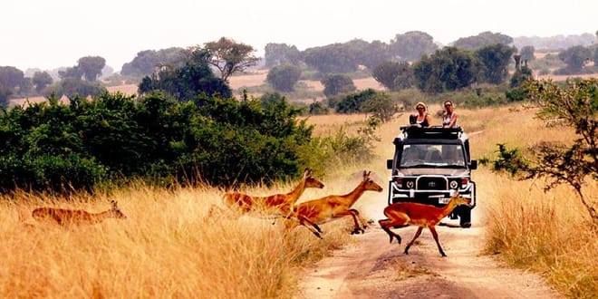 African safaris
