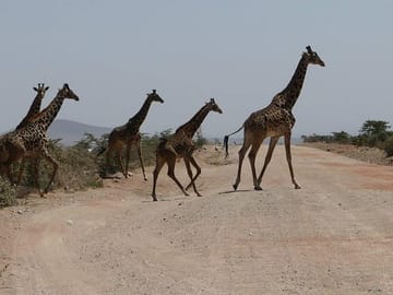 Nairobi tour and giraffe centre