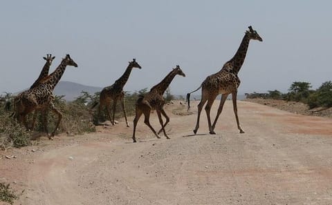 Nairobi tour and giraffe centre