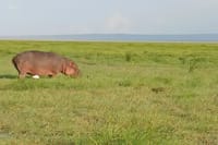 Private Nairobi Park Tour & Sheldrick or Giraffe-Free WI FI 3