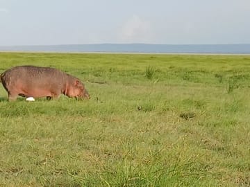 Private Nairobi Park Tour & Sheldrick or Giraffe-Free WI FI