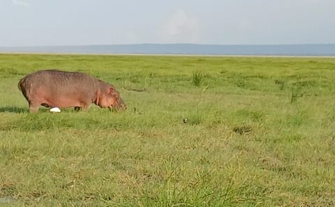 Private Nairobi Park Tour & Sheldrick or Giraffe-Free WI FI