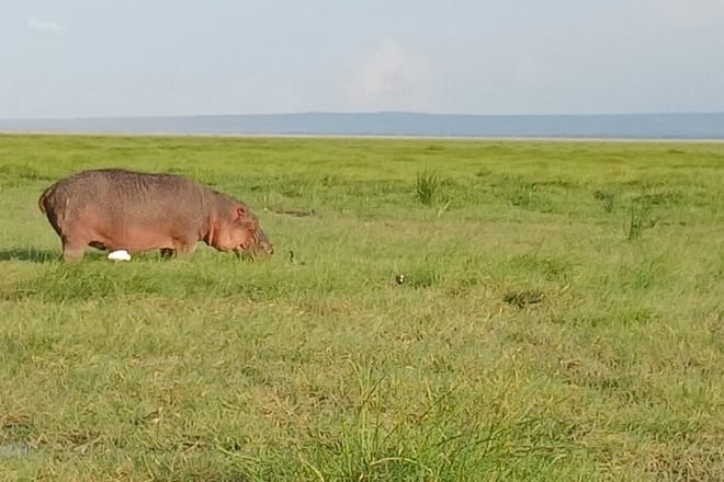 Private Nairobi Park Tour & Sheldrick or Giraffe-Free WI FI 3