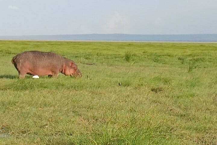 Private Nairobi Park Tour & Sheldrick or Giraffe-Free WI FI 3