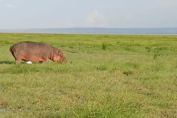 Private Nairobi Park Tour & Sheldrick or Giraffe-Free WI FI