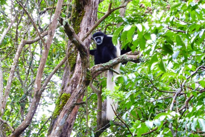 Arusha National Park Day tour  8