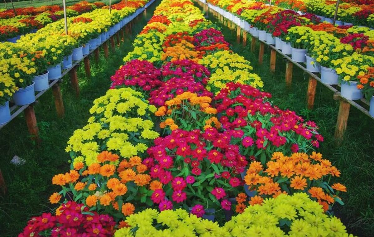 Private 2 Days Sa Dec Village and Tram Chim National Park