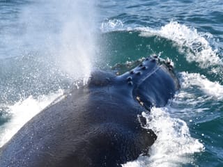 Whales & Lava Show, photo 6