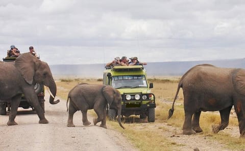 7-Day Wildlife Safari and Diani Beach Adventure in Kenya