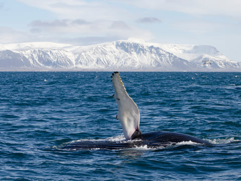 Goðafoss Waterfall & Whale Watching Tour from Akureyri
