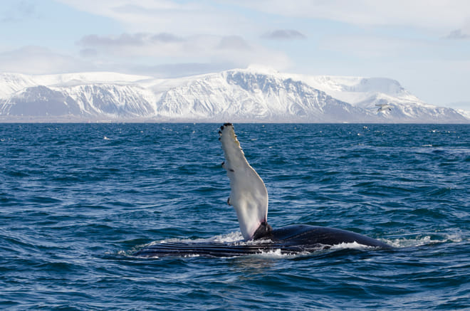 Goðafoss Waterfall & Whale Watching Tour from Akureyri