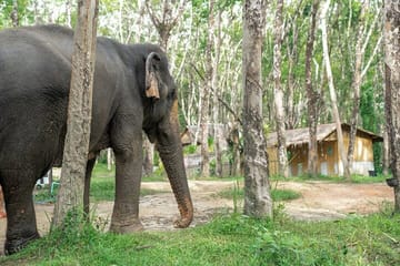 30-Minutes Guided Tour & Transfer to Khaolak Elephant Sanctuary