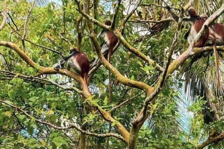 Zanzibar Swim, Snorkel & Feed Turtles at Baraka Aquarium