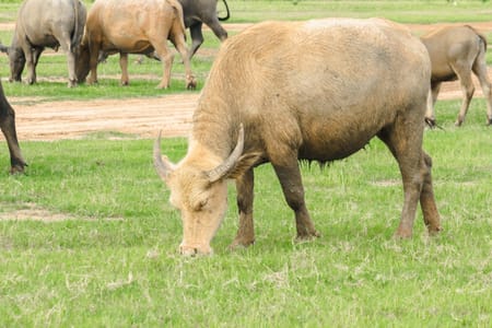 Nairobi National Park Game Drive: Wildlife Adventure with Transfers
