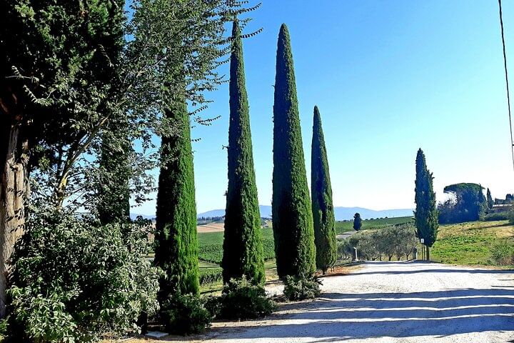 PRIVATE TOUR: Pisa & Siena in one day with Wine tasting & Lunch in Chianti