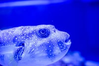 Grand Aquarium from Hurghada 9