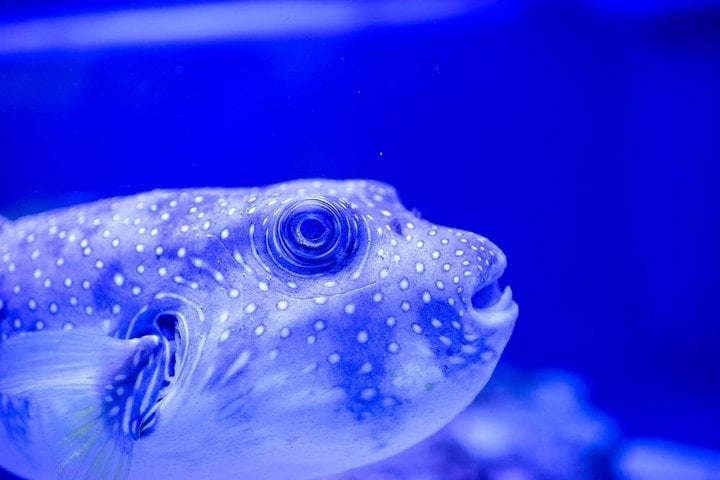Grand Aquarium from Hurghada 9