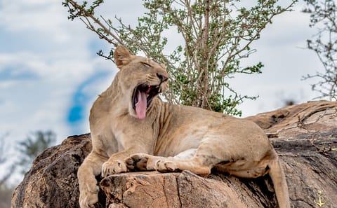 Taita Hills Wildlife Safari Day Trip from Mombasa or Diani