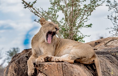 Taita Hills Wildlife Safari Day Trip from Mombasa or Diani