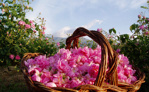 Private Day Tour of Kazanlak's Rose Valley and Museum