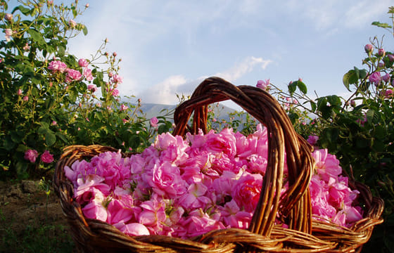 Private day tour to Rose valley – Old rose oil distillery, rose fields and Kazanlak Rose museum