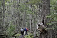 Half-Day Small-Group Tierra del Fuego National Park Tour 6