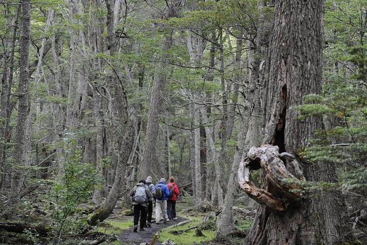 Half-Day Small-Group Tierra del Fuego National Park Tour 6