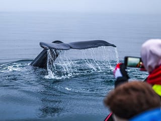Big Whales & Puffins RIB boat tour, photo 8