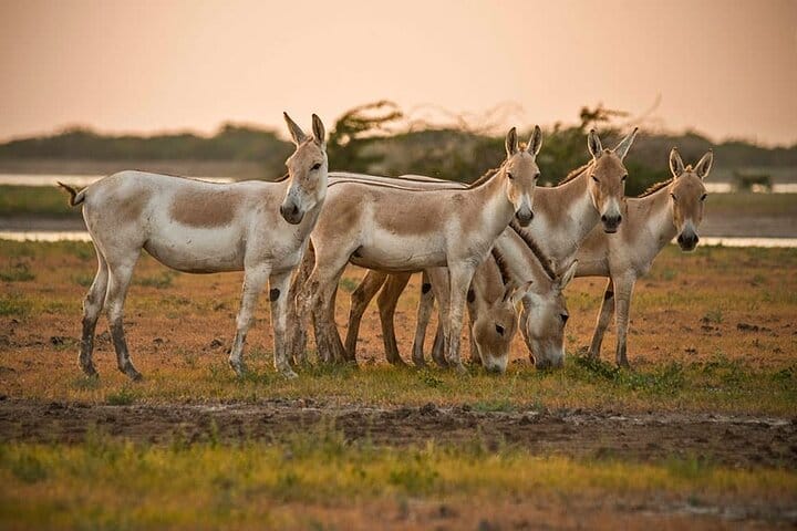 Archaeological & Natural Wonders – Extension Tour from Ahmedabad