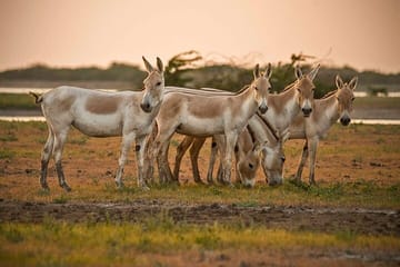 Archaeological & Natural Wonders – Extension Tour from Ahmedabad