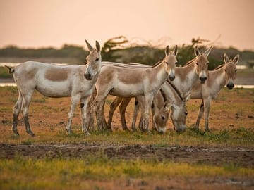 7-Day Archaeological and Natural Wonders Tour from Ahmedabad