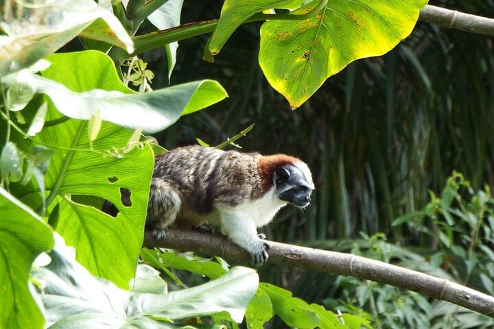 Mono titi, originario de Panamá, observado en la selva junto al lago Gatún