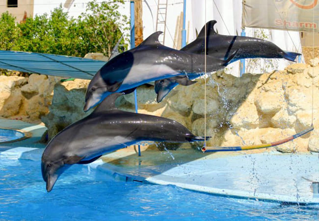 Dolphin Show in Sharm El Sheikh
