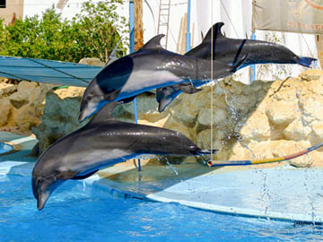Dolphin Show in Sharm El Sheikh