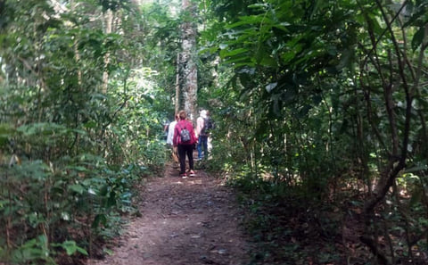 Ngezi Forest Tour: Pemba’s Ancient Rainforest Reserve