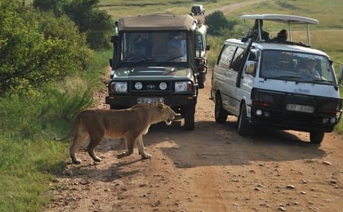 Nairobi National Museum, Park, and Giraffe Center Tour