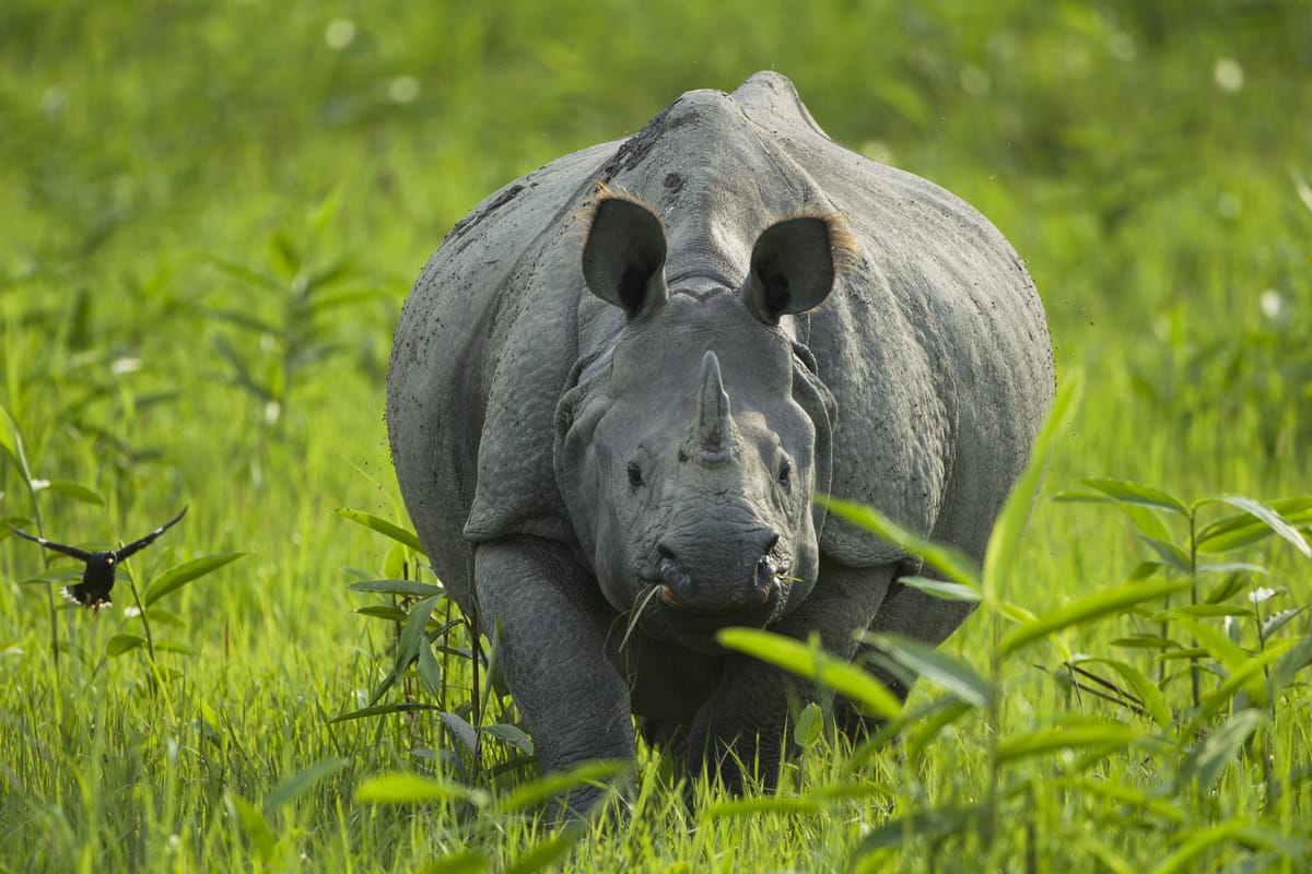 Assam Adventure: From National Parks to River Islands