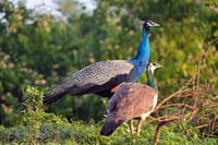 Wilpattu National Park from Colombo 5