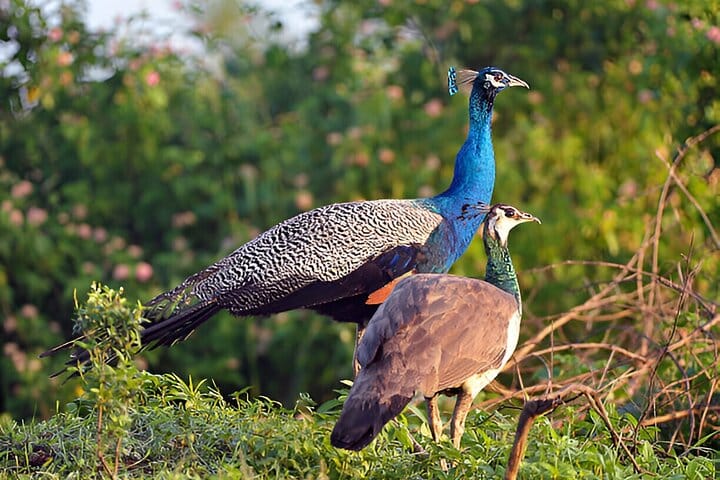 Wilpattu National Park from Colombo 5