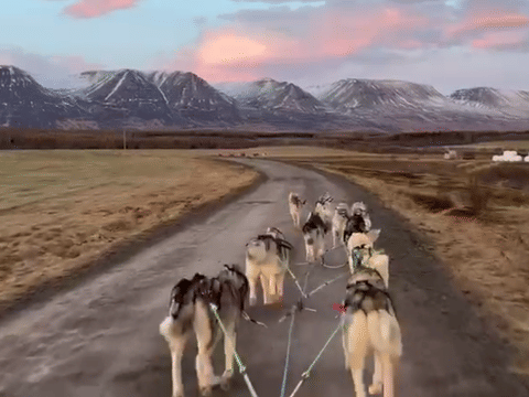 Dog-cart ride in Akureyri, photo 4