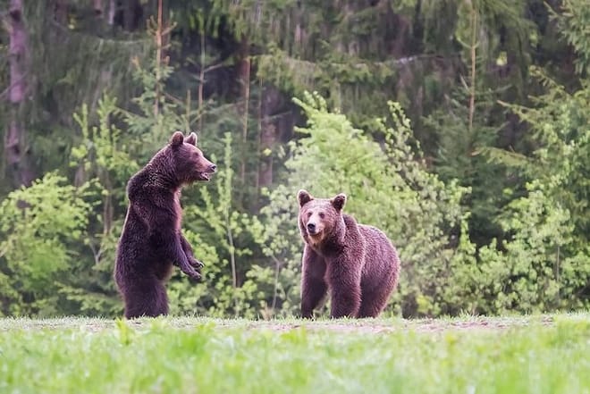 Gourmet tour with horse-drawn carriage & Optional Visit a Wildlife Observatory 4