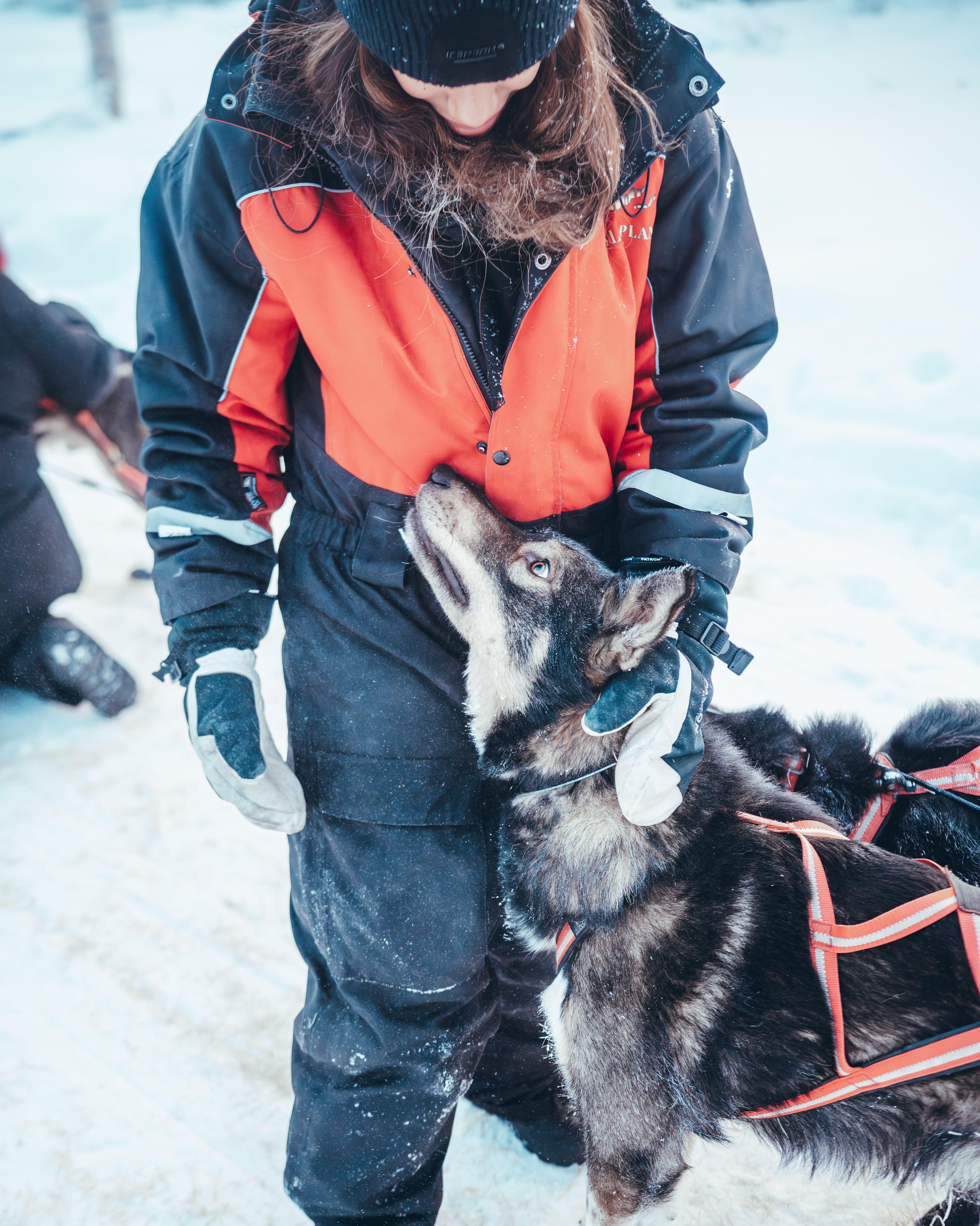 Guests preparing to self-mush with huskies in Rovaniemi during StayLapland’s Nulkki Husky Adventure.