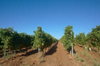 Wine Safari in Edoardo Miroglio Winery 1