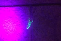 Las Vegas Night-Time Scorpion and Black Widow interactive virtual hunting  9