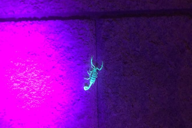 Las Vegas Night-Time Scorpion and Black Widow interactive virtual hunting  9