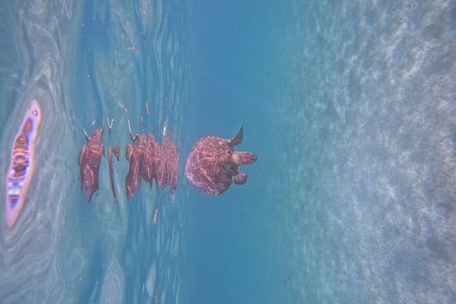 Santuario de tortugas Akumal Snorkel Experiencia marina