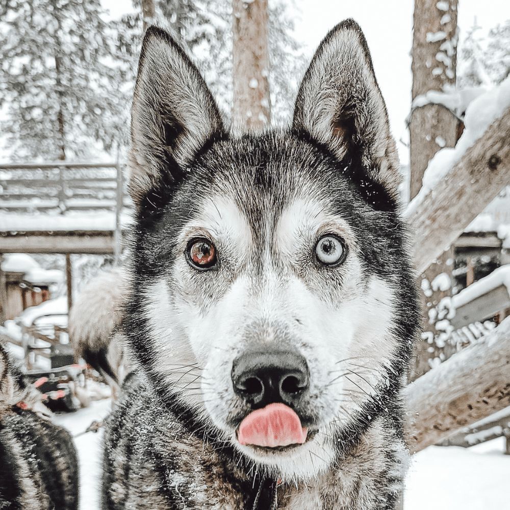 Siberian Husky, Husky Park visit, Rovaniemi Lapland