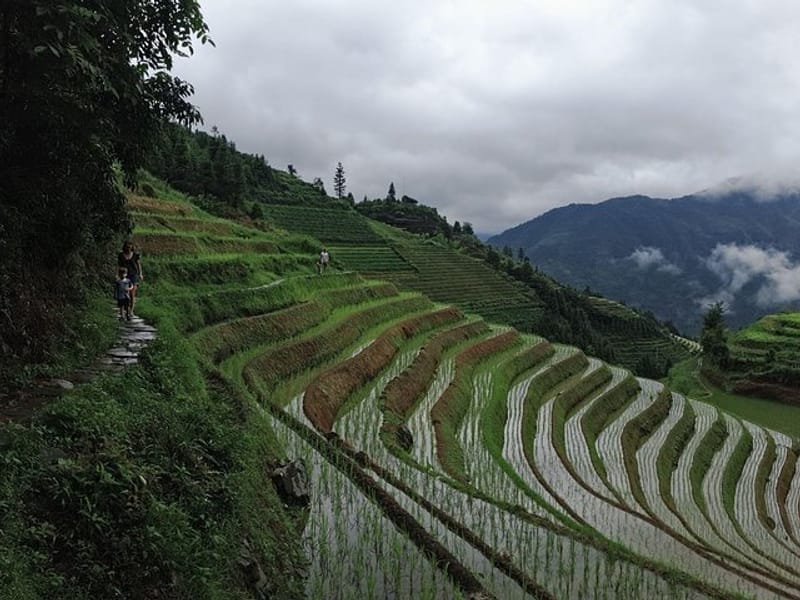 1-Day Longji Terrace Fields-Pingan village Tour with the English Speaking Driver